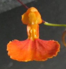 Comparettia coccinea - navázána