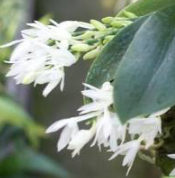 Aerangis hyaloides