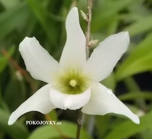 Dendrobium auriculatum