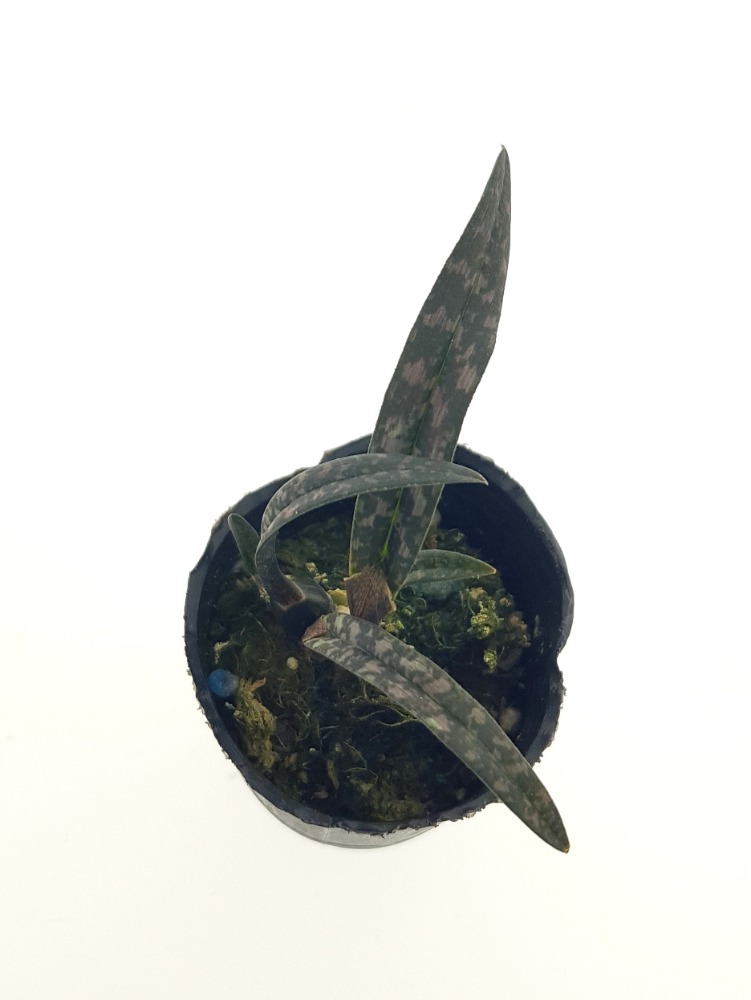 Oeceoclades perrieri