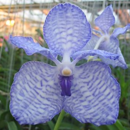 Vanda coerulea (6)