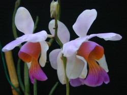 Papilionanthe teres