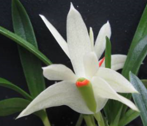 Dendrobium pentapterum