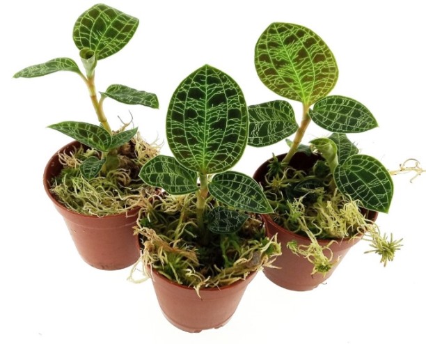 Macodes petola