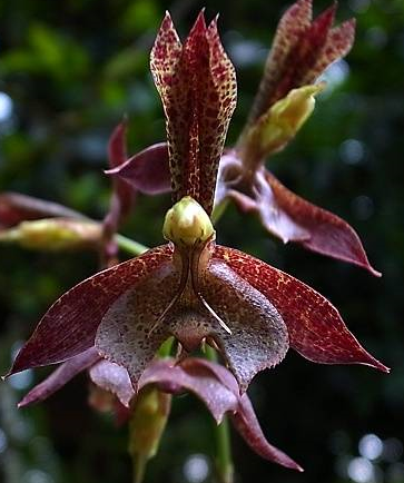 Catasetum cernuum