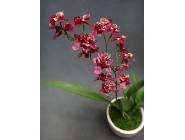 Oncidium Twinkel Red Fantasy