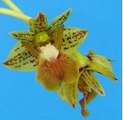 Dendrobium bifalce