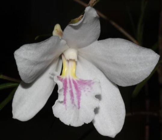 Dendrobium papilio Large form