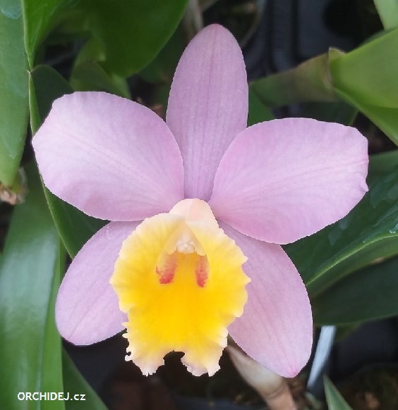 Cattleya Crystelle Smith N.R. (Sophrocattleya)