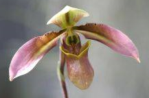 Paphiopedilum bullenianum v. celebesense