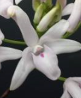 Polystachya longiscapa