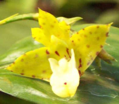 Polystachya maculata