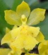 Howeara Chian-Tzy Lovely CT