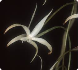 Aerangis arachnopus 