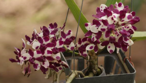 Rhynchostylis gigantea 'Pri'