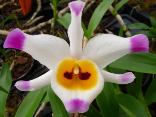 Dendrobium wardianum var. giganteum
