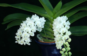 Rhynchostylis gigantea var. alba
