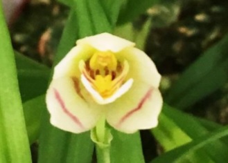 Koellensteinia graminea