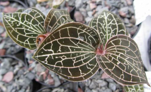 Anoectochilus papuanum