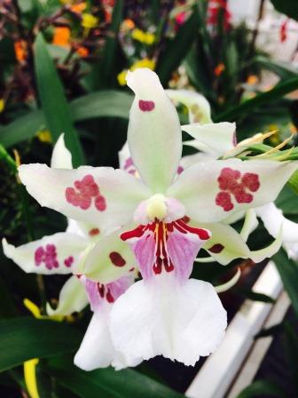 Miltassia Peggy Ruth Carpenter "Morning Joy"