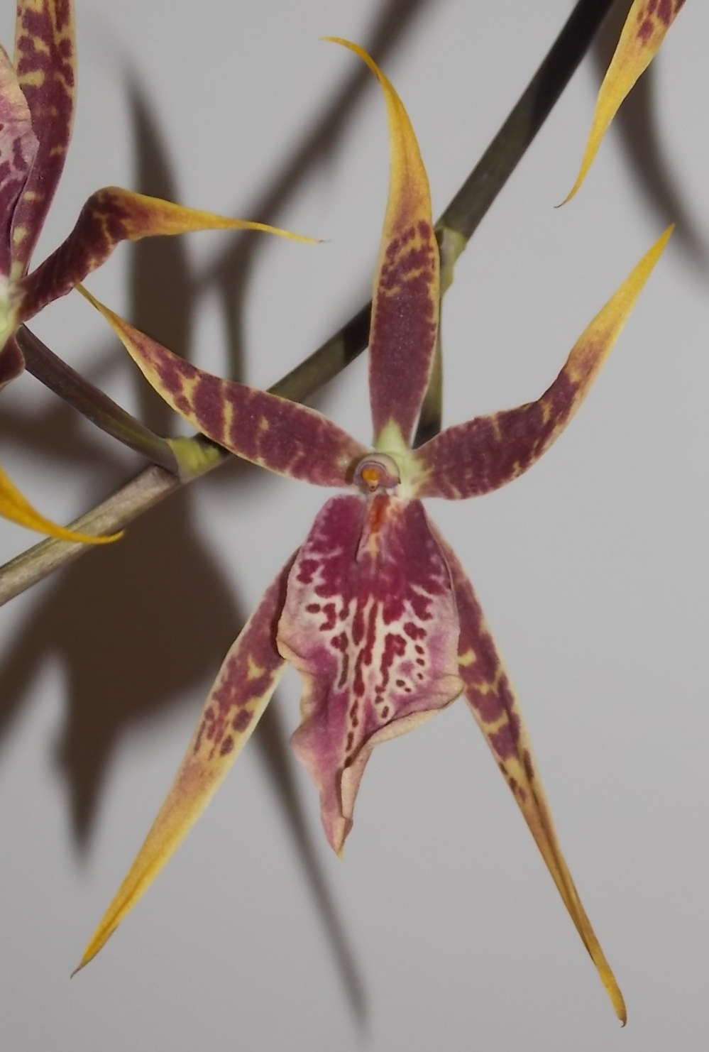 Miltassia Toskana x (Miltonia Sunset x Mil. xanthina)