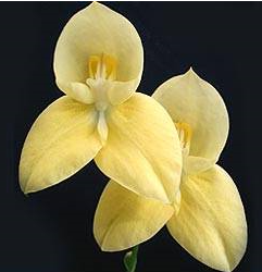 Disa African Gold