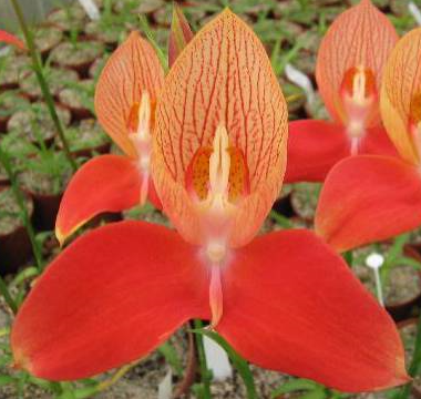 Disa uniflora Kouebokkefeld