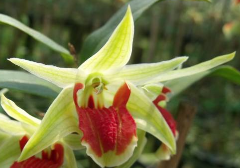 Dendrobium Hsinying Cruenzuki