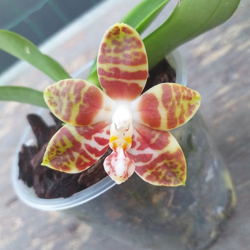 Phalaenopsis amboinensis