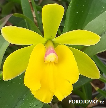 Rothara Yokosuka Story Canary (Epicattleya Rene Marquez x Pot. Free Spirit Lea)