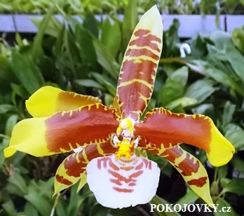 Rossioglossum grande