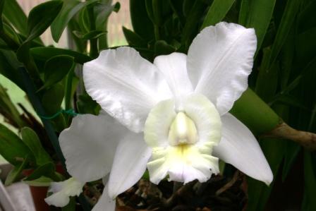 Cattleya dolosa var. alba
