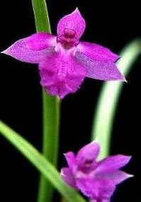 Isabelia pulcherrima