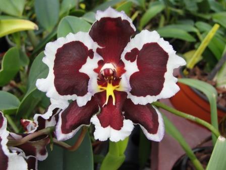 Odontoglossum Dr. Tom x Odontioda Teipel´s Panda