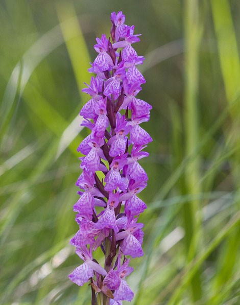 Dactylorhiza sesquipedalis