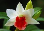 Dendrobium Frosty Dawn