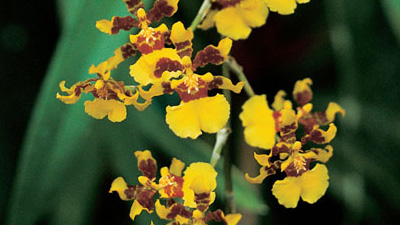 Oncidium sphacelatum
