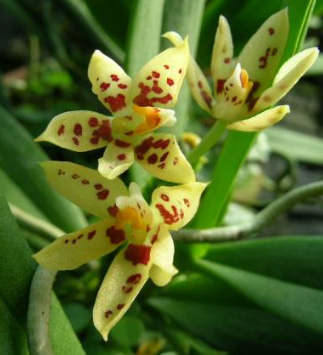 Tuberolabium sarcochiloides