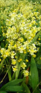 Oncidium Chiou Pin CT Yangtze