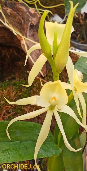 Encyclia cochleata var. alba (Anacheilium)