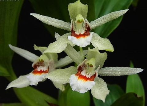 Coelogyne sparsa