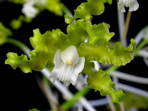 Schomburgkia crispa var. alba