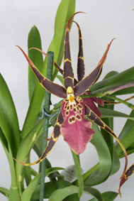  Brassia Cherlob Tolkien