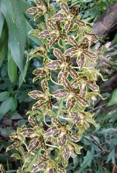 Grammatophyllum Jumbo Grand