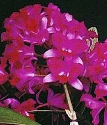 Cattleya Tristar Bouquet