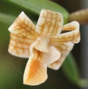 Dendrobium nemorale