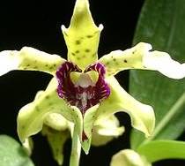 Dendrobium atroviolaceum