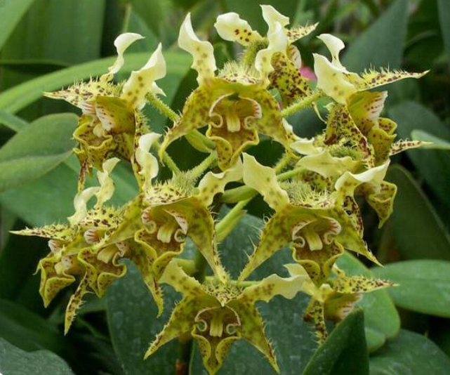 Dendrobium polysema