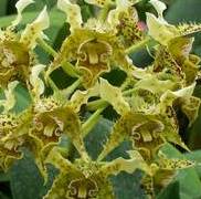 Dendrobium polysema