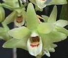 Dendrobium stricklandianum
